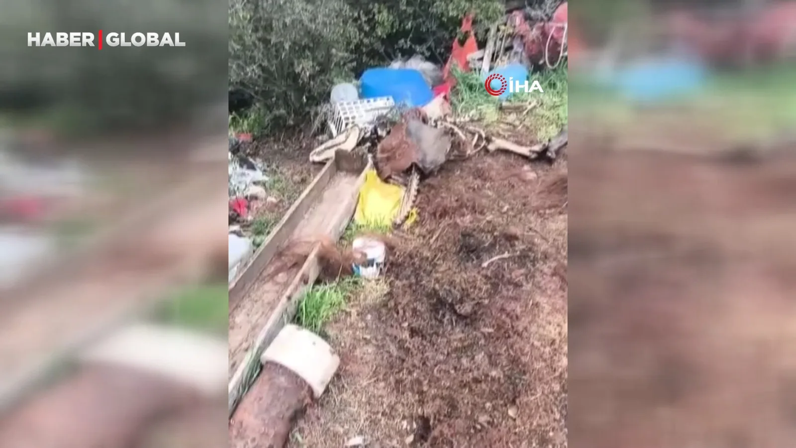 Bilecik’te Hurda ve Hasta Hayvanlar Ele Geçirildi