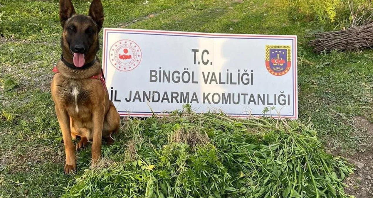 Bingöl’de 14 Bin Kök Kenevir Ele Geçirildi!