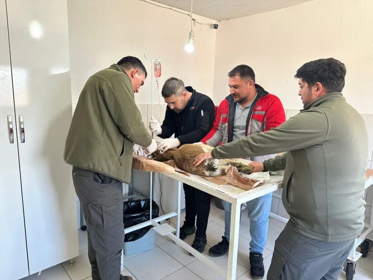 Bitkin Yaban Keçisi Tedavi Altına Alındı