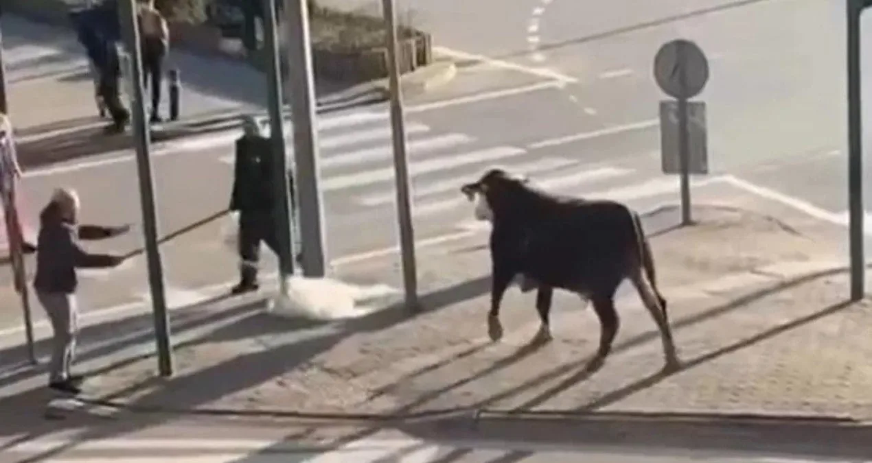 Boğa Trafikte Kaçış Yolu: Panik ve Kovalamaca!