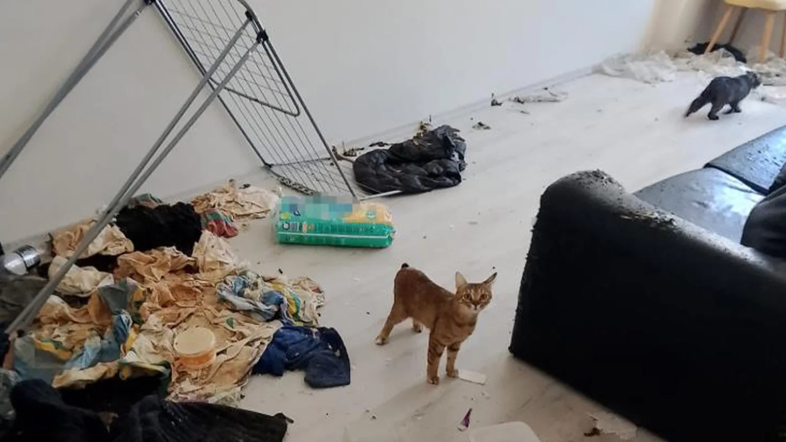 Bolu’da Kedi İhbarı: Korkunç Manzara Ortaya Çıktı!