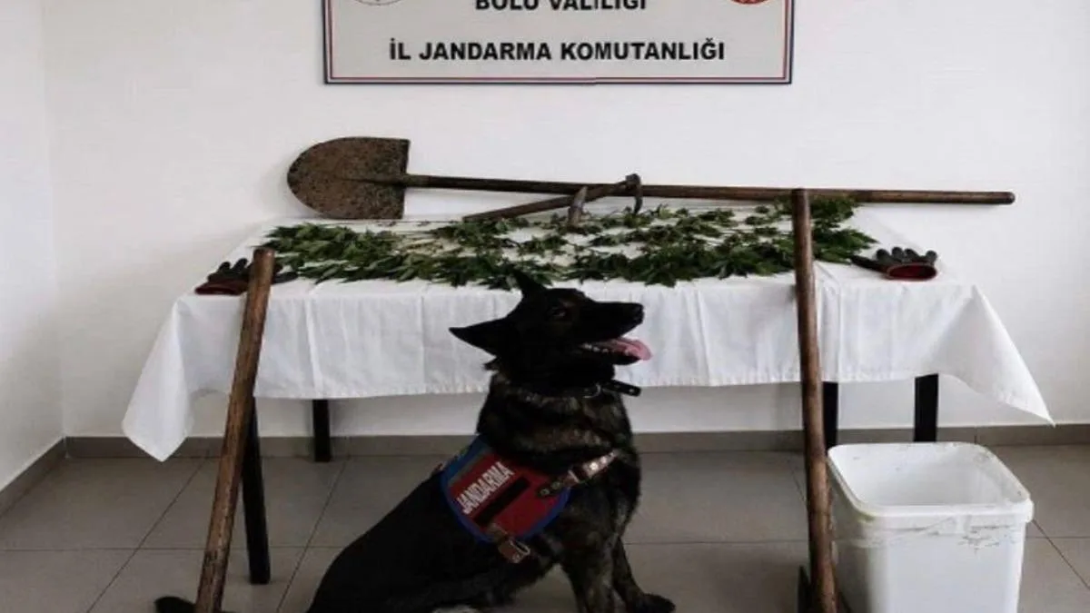 Bolu’da Yasa Dışı Kenevir Operasyonu: 73 Kök Ele Geçirildi!