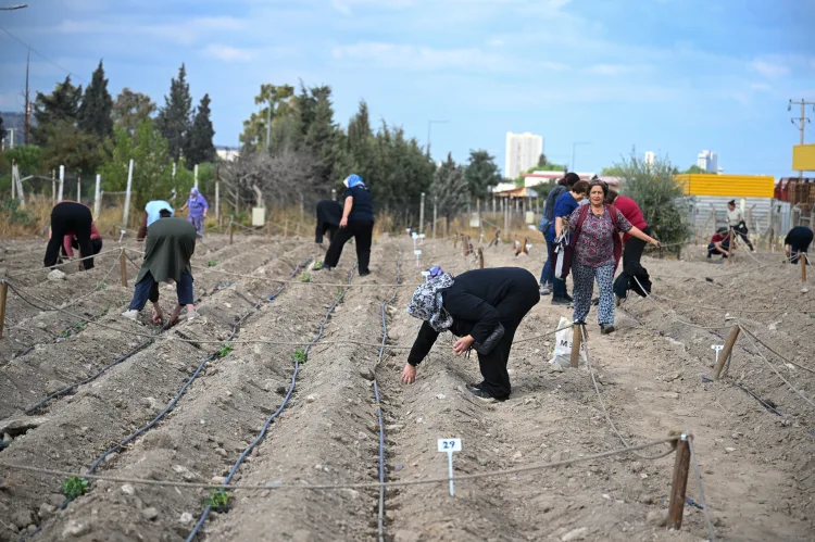Bornova’da Kadınlar Kışlık Fide Dikimine Başladı