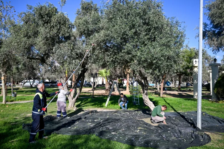 Bornova’da Zeytin Hasadı ve Eğitim Programı Başladı