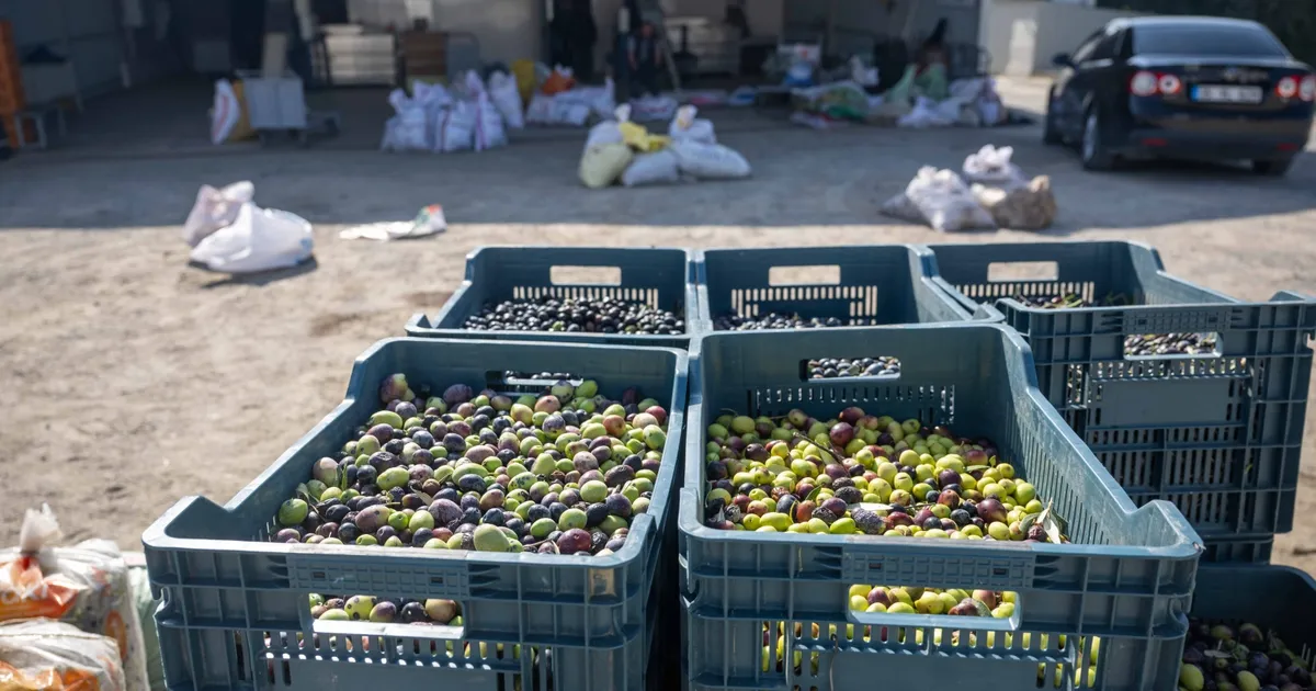 Bornova’da Zeytin Ulaşımı Ücretsiz Başladı!