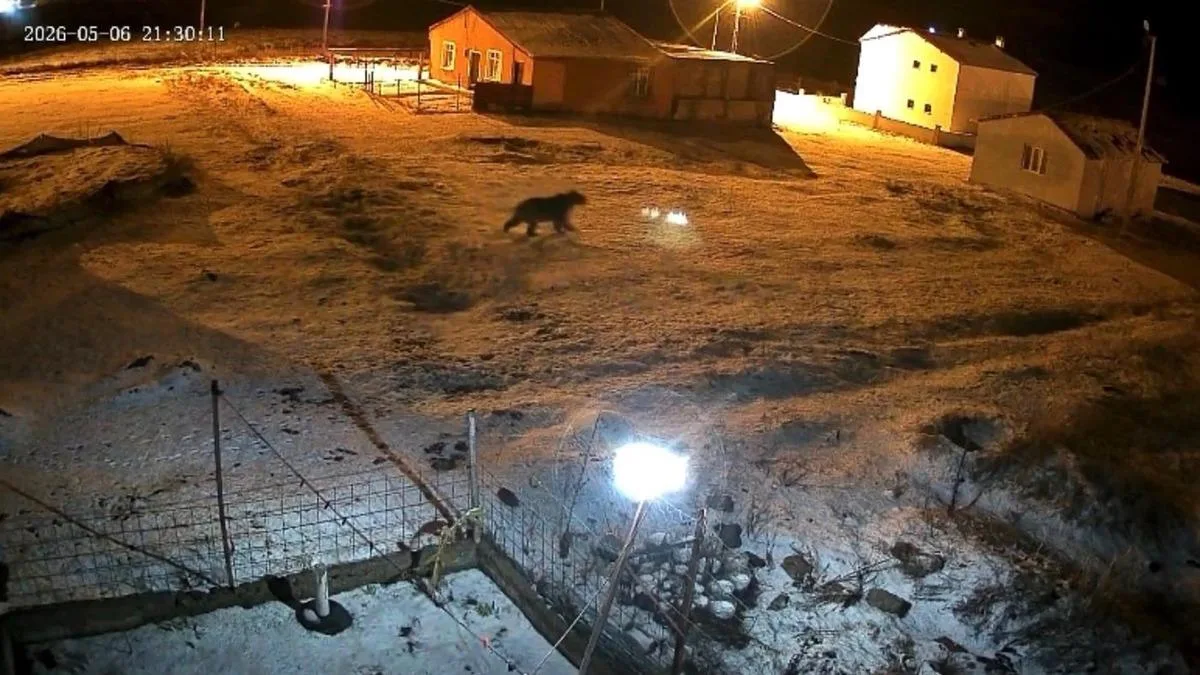 Bozayı bahçede! Güvenlik kamerası kaydetti