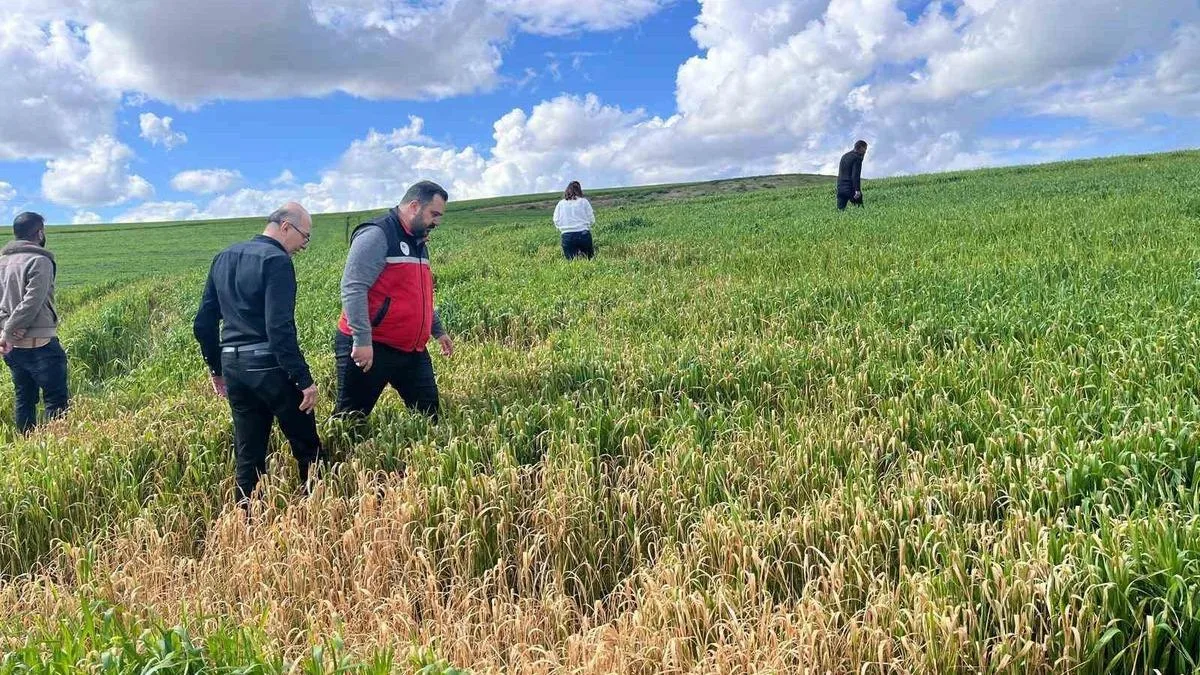 Buğday Tarlalarında Yaprak Lekesi Tehdidi!
