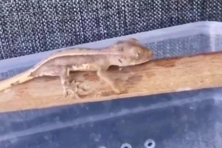 Burdur’da Yasaklı Yaban Hayvanları Ele Geçirildi!