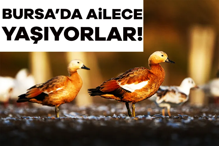 Bursa’da Ailece Yaşayan Ördekler Göz Dolduruyor