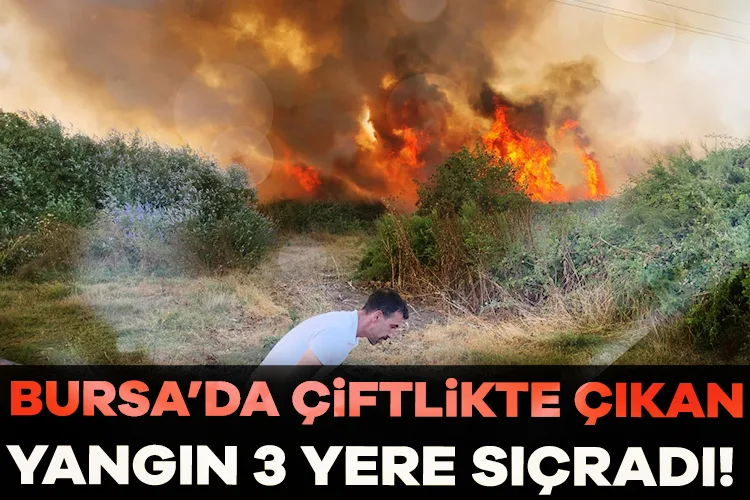 Bursa’da Çiftlik Yangını, 3 Yere Sıçradı!