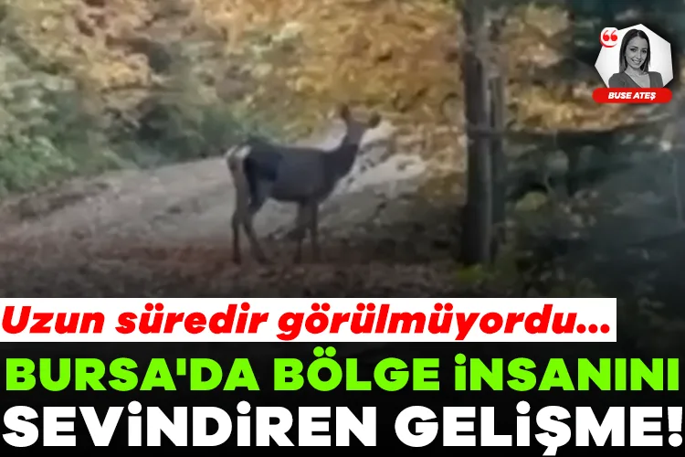 Bursa’da Geyik Görüntüsü, Doğaya Dönüş Müjdesi!