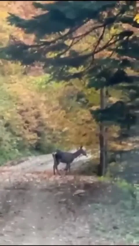 Bursa'da bölge insanını sevindiren gelişme! Uzun süredir görülmüyordu...