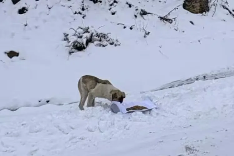 Bursa’da Kar Yaban Hayatını Zorluyor!
