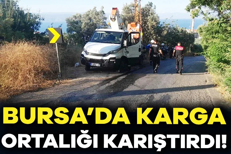 Bursa’da Karga Yangın Çıkardı, İlginç Olay!