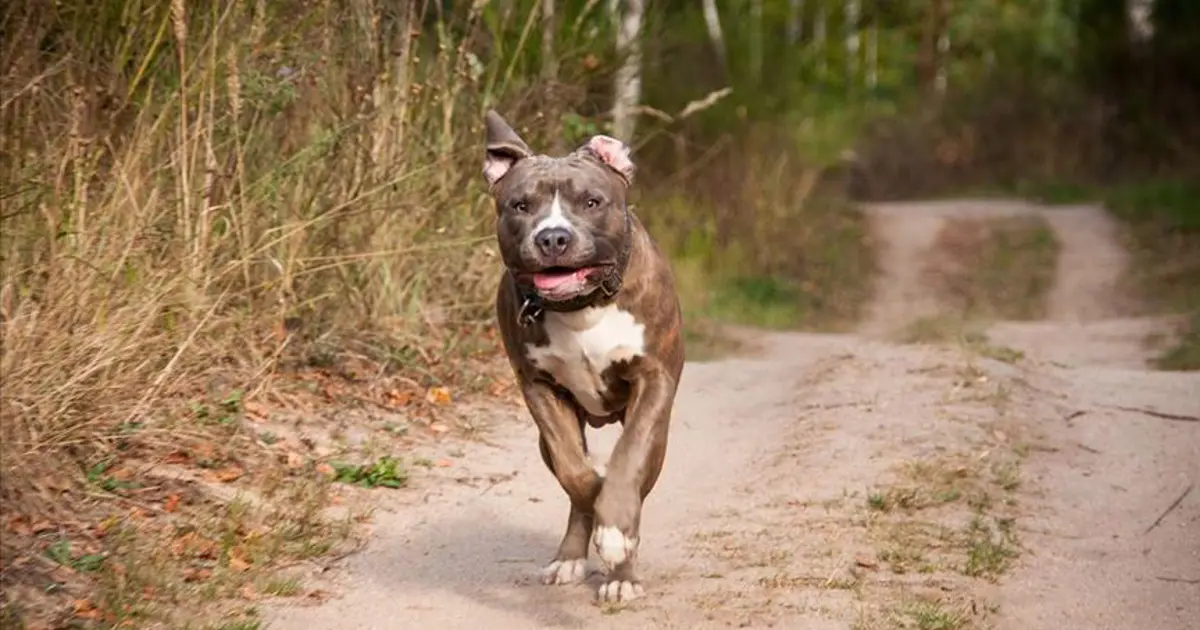 Bursa’da Pitbull Saldırısı: Sanıklara 7 Yıl Hapis!