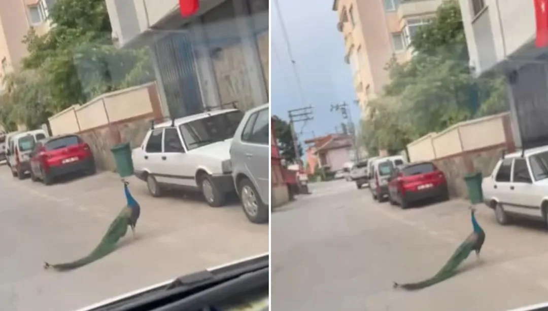 Bursa’da Tavus Kuşu Trafiği Şaşırttı!
