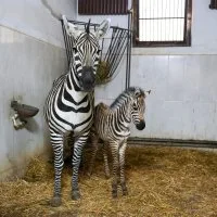 Bursa-Hayvanat-Bahcesinde-zebra-ailesi-buyuyor.jpeg