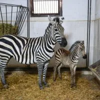 1783691719<em>727</em>Bursa-Hayvanat-Bahcesinde-zebra-ailesi-buyuyor.jpeg