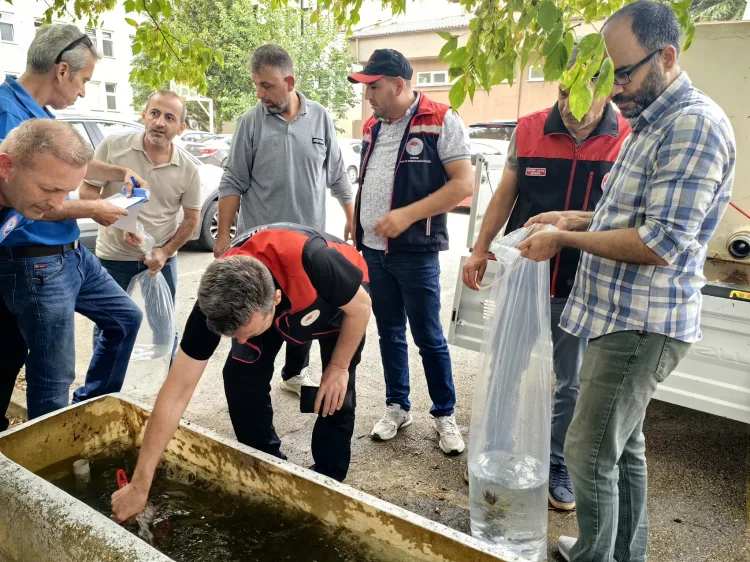Bursa’ya 2 Milyon Sazan Balığı Yavrusu Bırakılacak