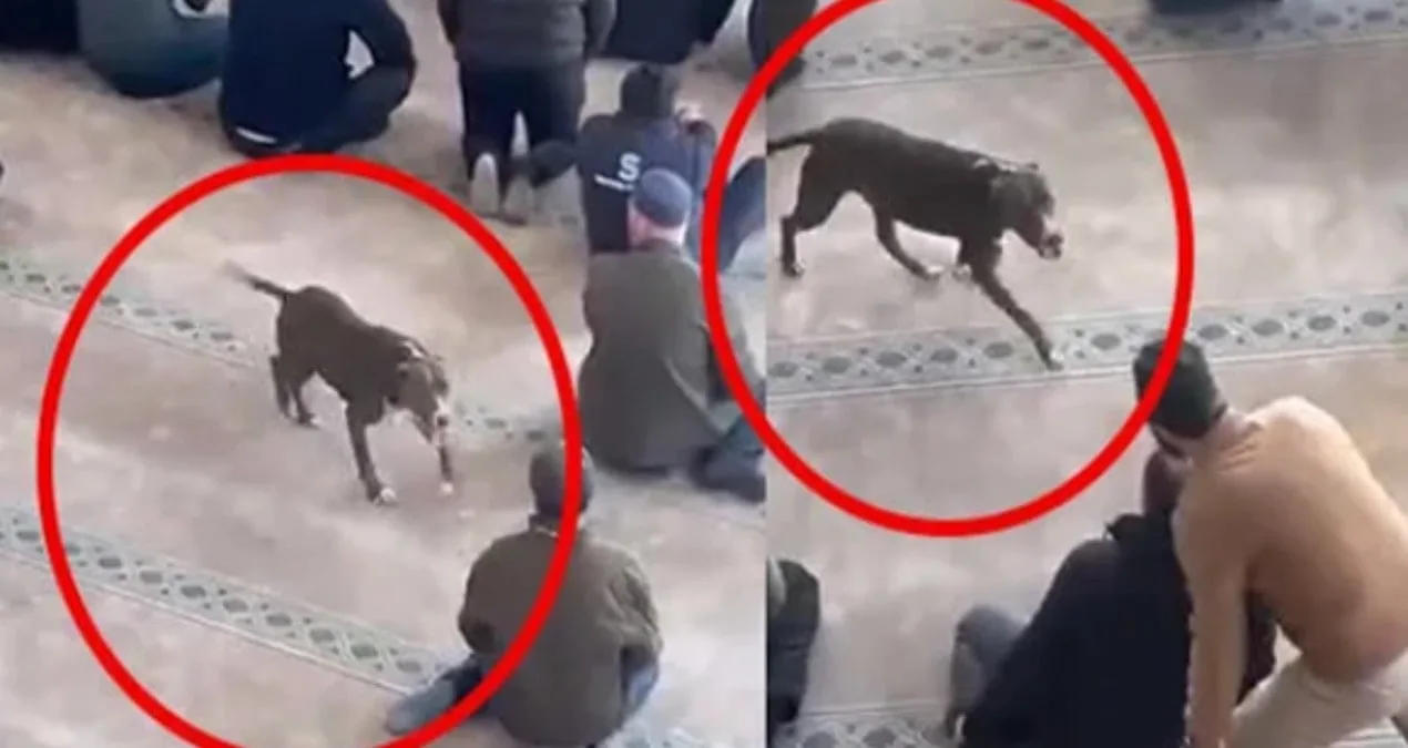 Camiye Pitbull Girişi Tedirginlik Yarattı!