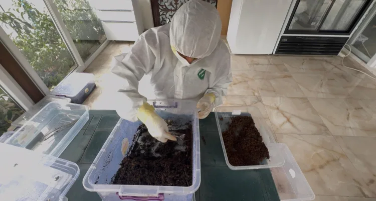 Çamkese Böceğine Karşı 25 Bin Larva Salındı!
