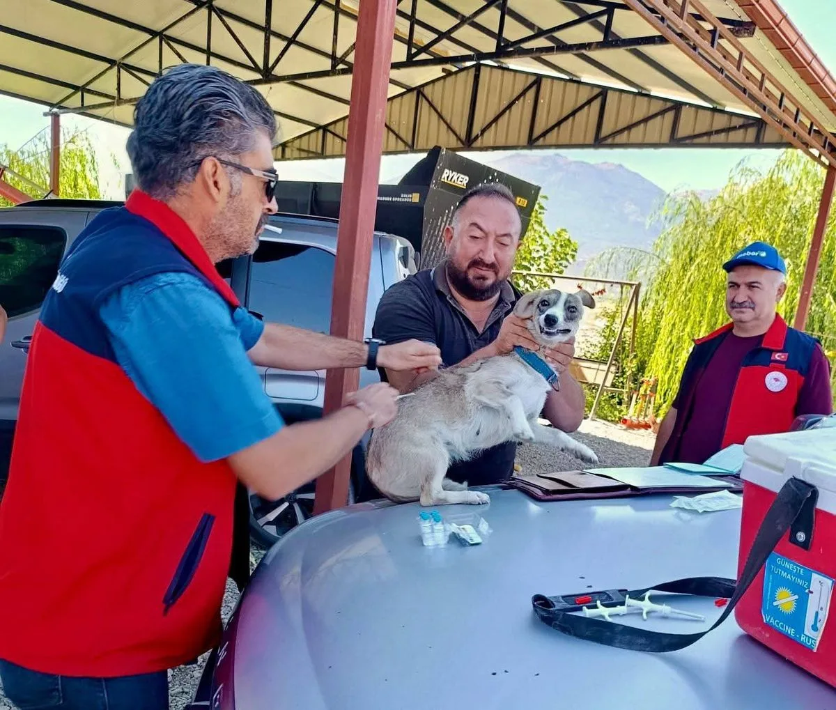 Çay’da Evcil Hayvanlara Kimliklendirme ve Aşılama Çalışmaları Başladı
