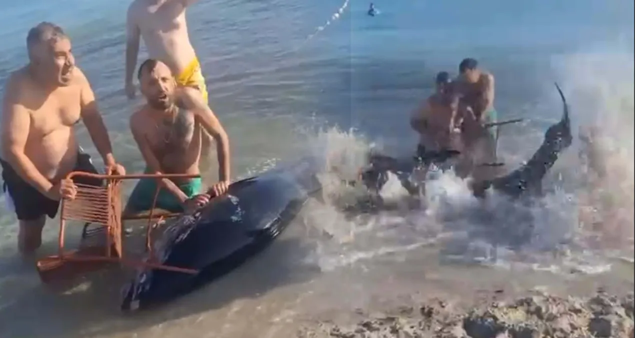Çeşme’de Orkinos Kurtarma Çabası Sosyal Medyada!