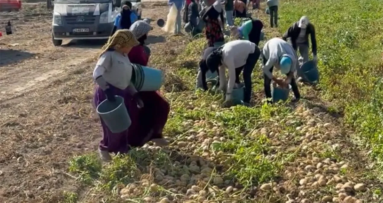 Çiftçi Sergen, Patatesi Ücretsiz Dağıttı!