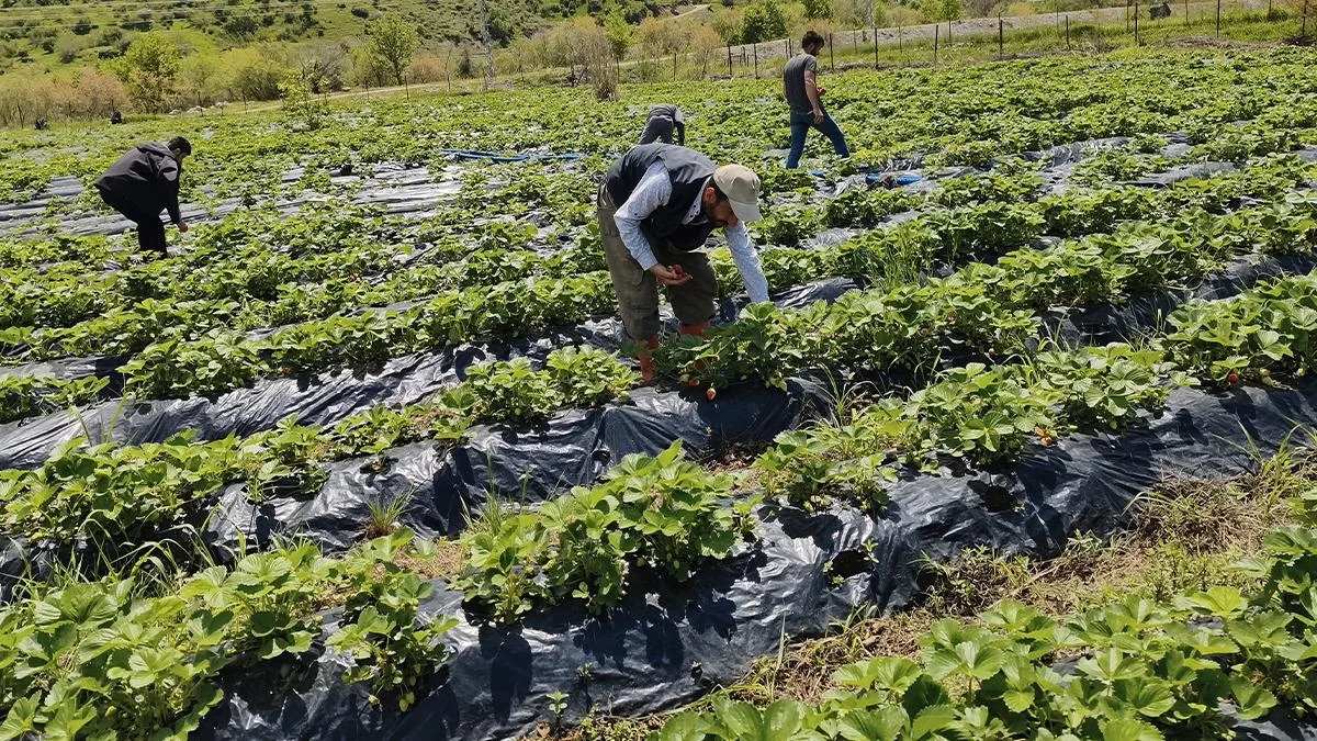 Çilek Hasadı Geç Başladı, 400 Aile Etkilendi