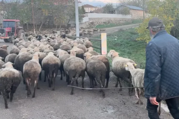 Çoban Bulmak İmkansız: 50 Bin TL Yetmiyor!