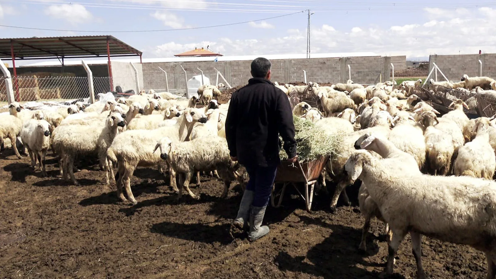 Çoban Bulmakta Zorlanan Besici: 80 Bin Lira Maaş!