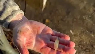 Tuttuğu balığın içinden bir sürü balık çıktı: