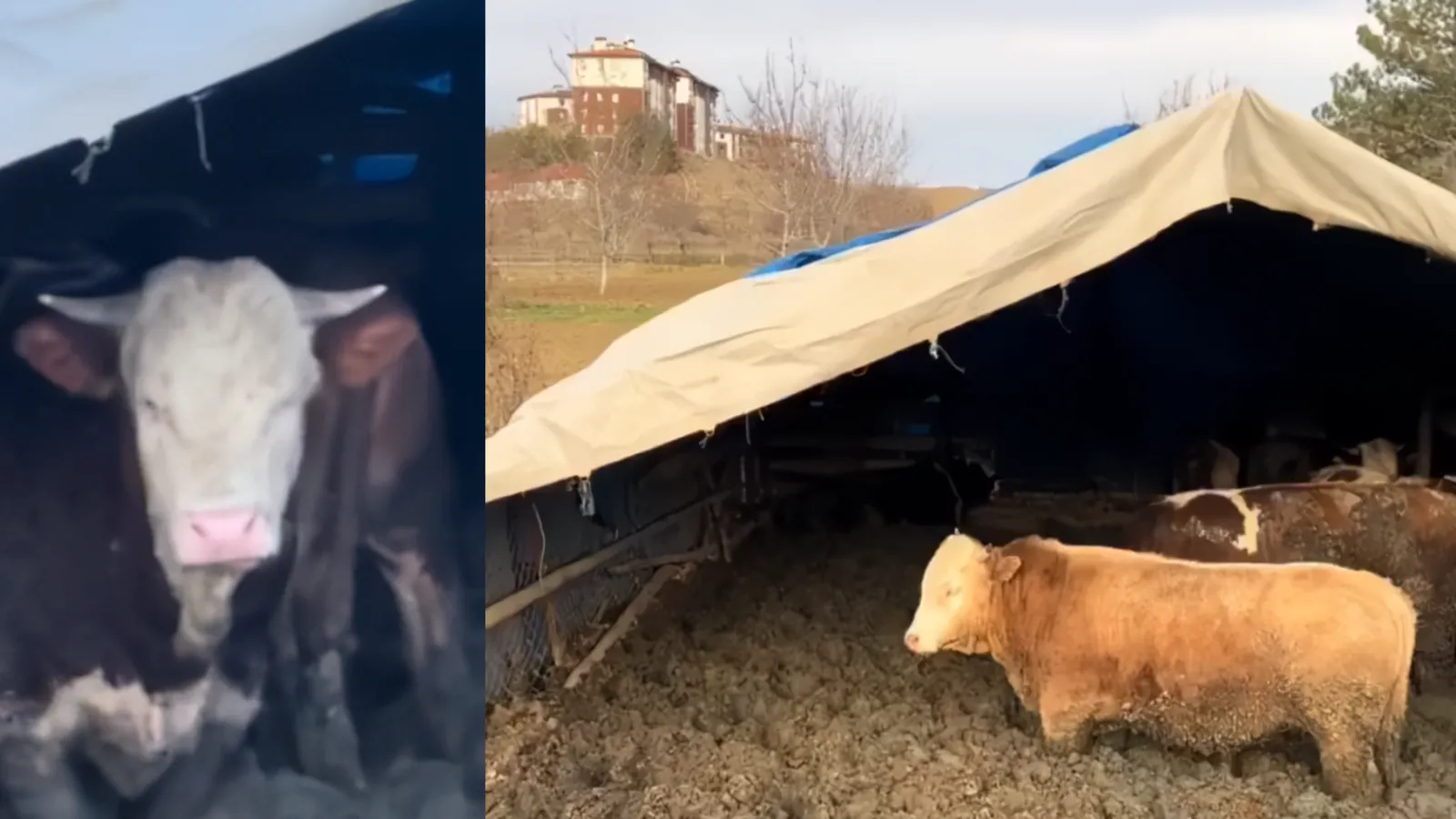Çorum’da Hayvanlara Kötü Muameleye Ceza!