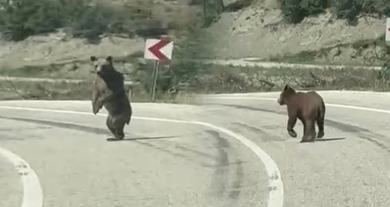Çubukköy’de Ayı Trafiği: Araçların Peşinde!
