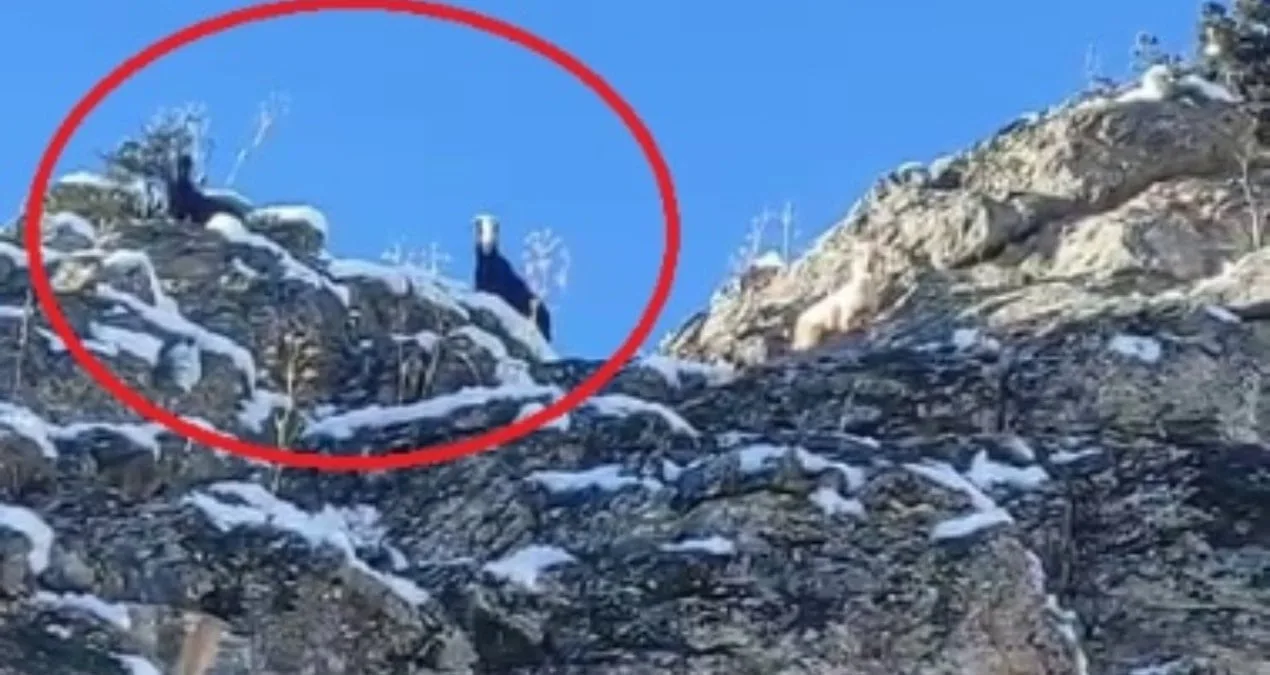 Dağda Mahsur Kalan 18 Keçi İçin Yardım Bekleniyor