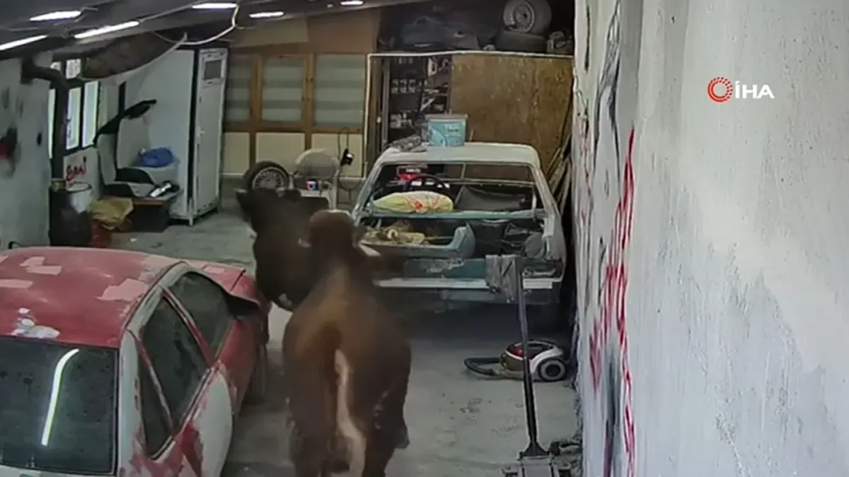 Danalar Oto Tamirciyi Bastı, Korku Dolu Anlar!