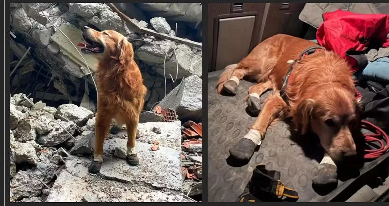 Deprem Kahramanı Köpek Killian’ı Kaybettik