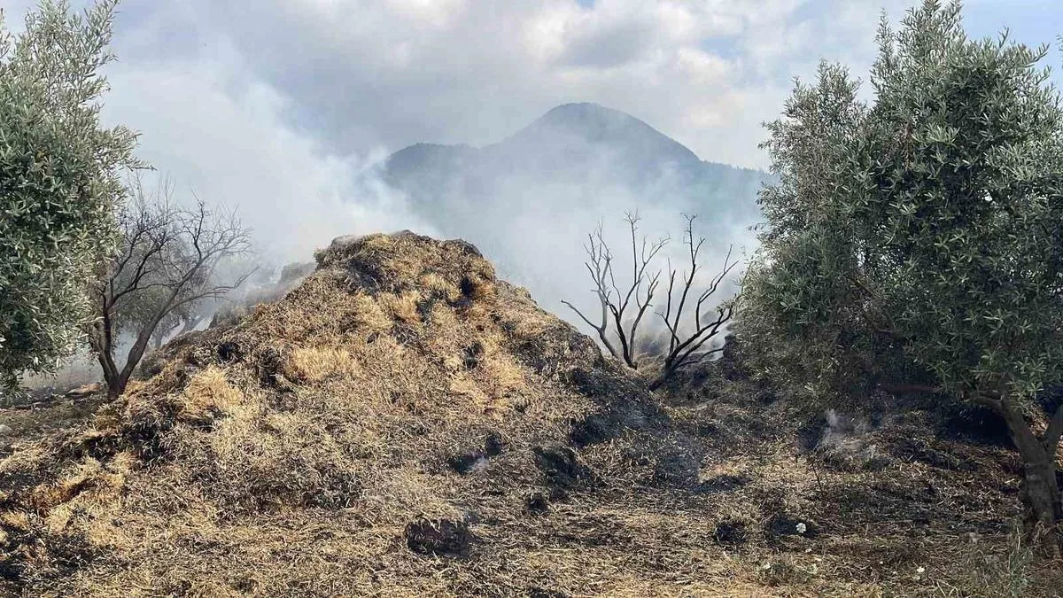 Dereli Köyü’nde Yangın: Zeytin Fidanları Tehlikede