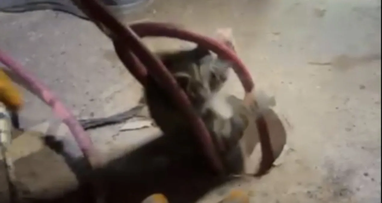 Derin Kuyudan Kurtarılan Yavru Kedi Sevinci!