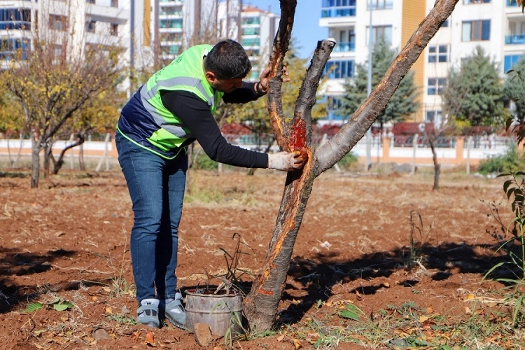 Diyarbakır’da Ağaçlara Özel Tedavi Yöntemleri!