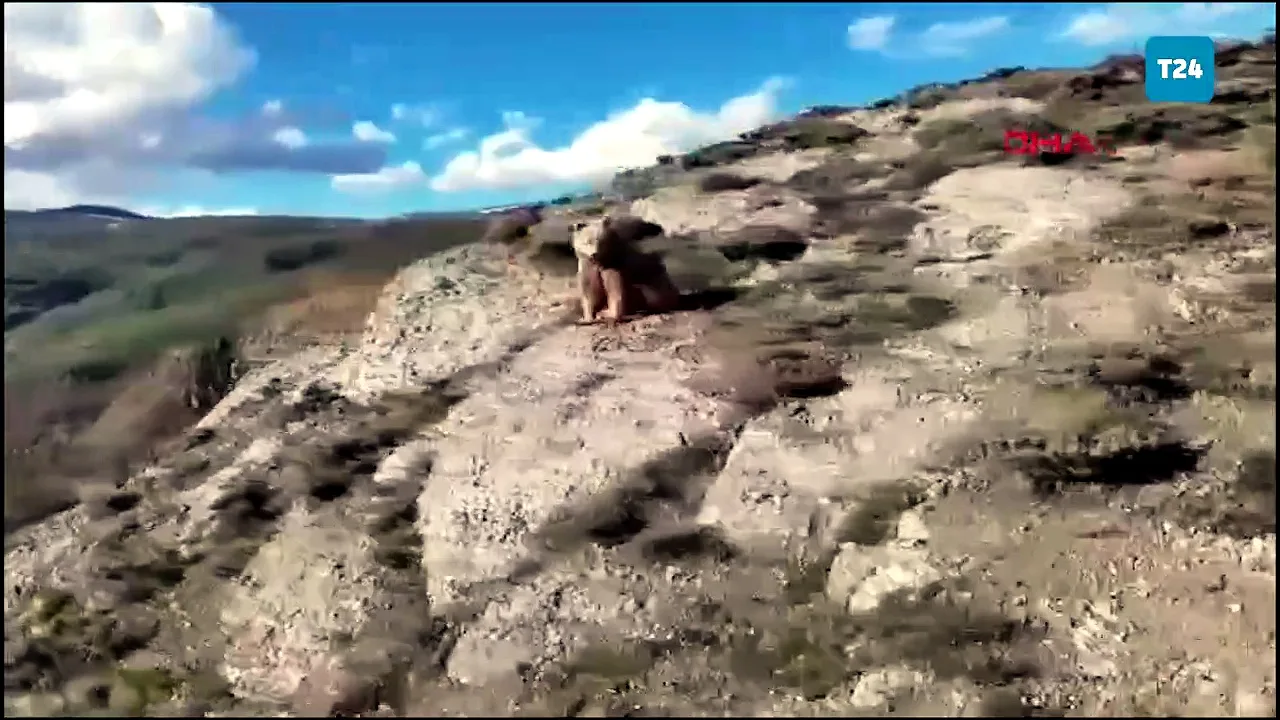 Doğa Fotoğrafçısı Dronla Ayıları Uzaklaştırdı!