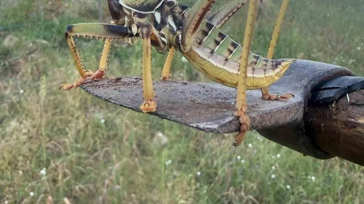 Doğa Gezintisinde Etçil Çekirge Görüntülendi!