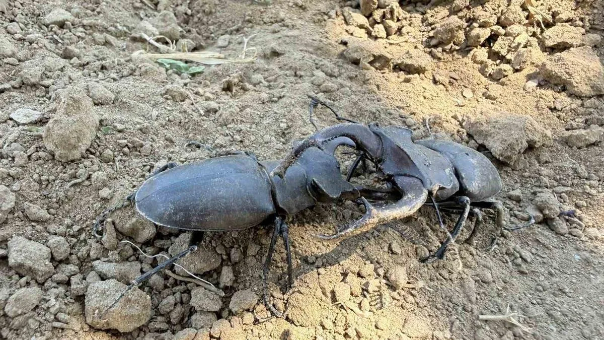 Doğal Yaşamı Koruyun: Geyik Böceklerine Dikkat!