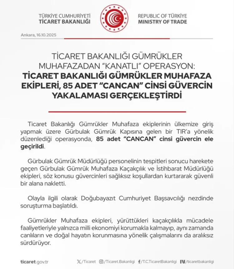 Doğubayazıt’ta 85 Cancan Güvercini Kurtarıldı!