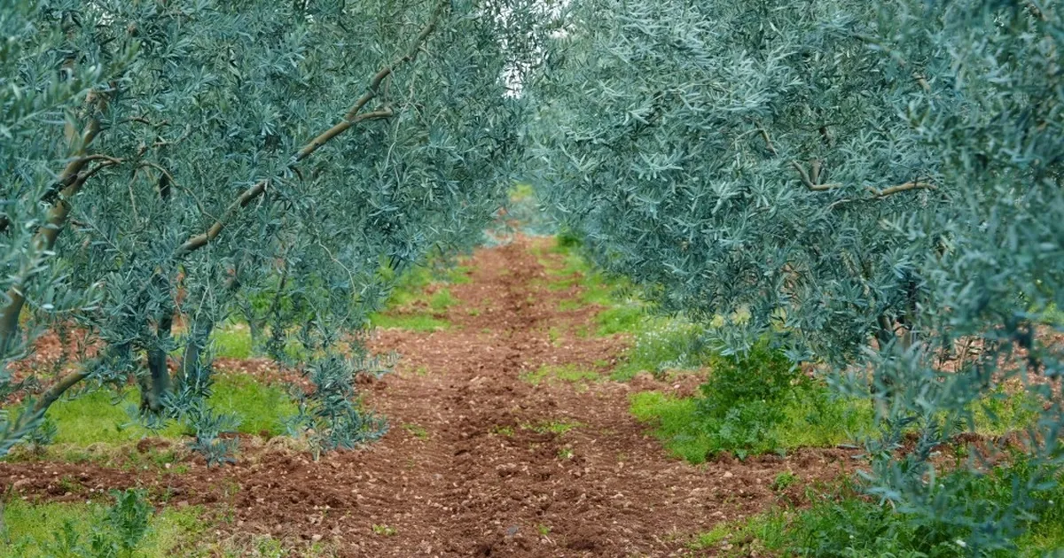 Dorlion Zeytinyağı, Eskişehir’de Ödüllerle Taçlandı!