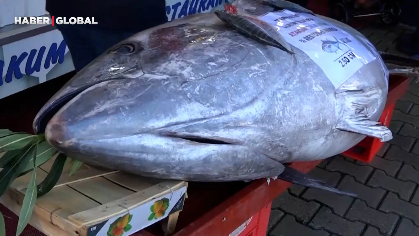 Düzce’de 353 Kilogramlık Orkinos Şaşırttı!
