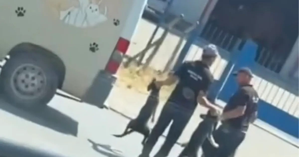 Düzce’de Sokak Köpekleri Tepki Topladı!