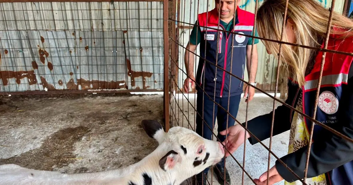 Edirne İpsala’da Hayvancılıkta Kalite Belgesi!