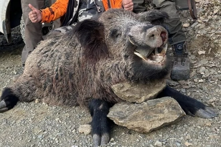 Elazığ’da 200 Kiloluk Yaban Domuzu Avlandı!