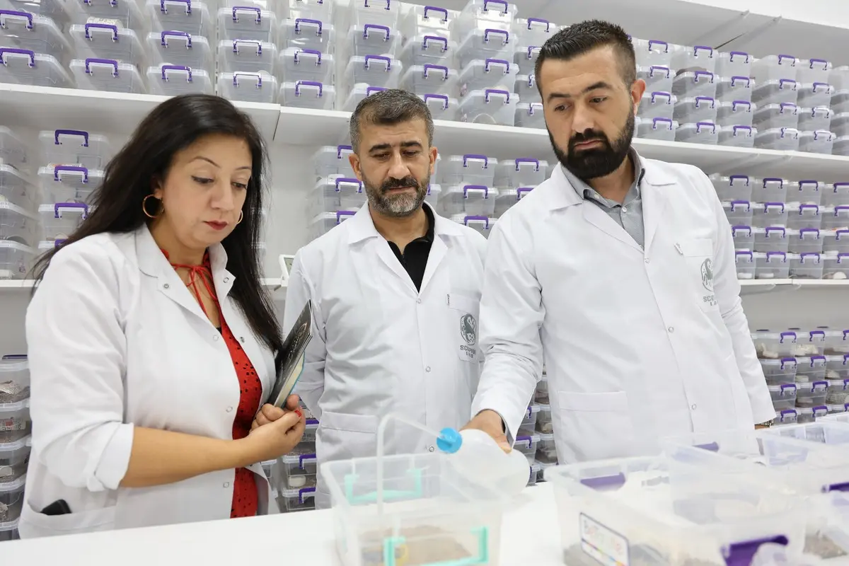 Elazığ da 15 günde bir sağlıyorlar, kanser ilacı yapıyorlar! Üç ülke sıraya girdi 2